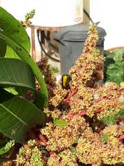 Protaetia cuprea ignicollis