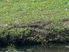Nerodia erythrogaster