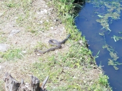 Nerodia erythrogaster