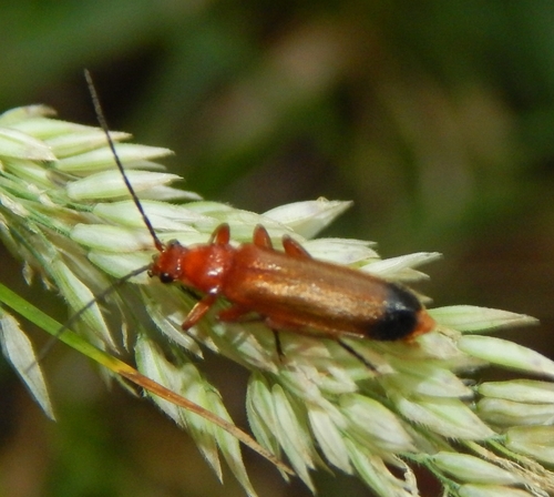Common Red Soldier Beetle