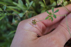Trifolium bifidum