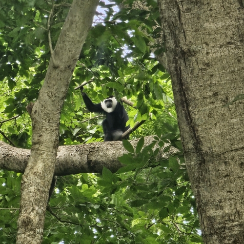 White-thighed Colobus