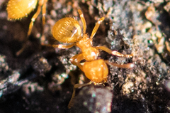 Acanthomyops