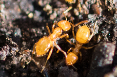 Acanthomyops