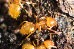 Acanthomyops