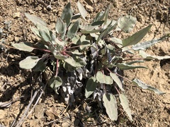 Eriogonum compositum
