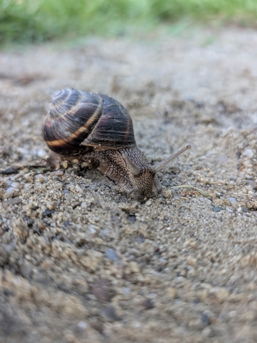 Turkish Snail