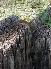 Plestiodon laticeps
