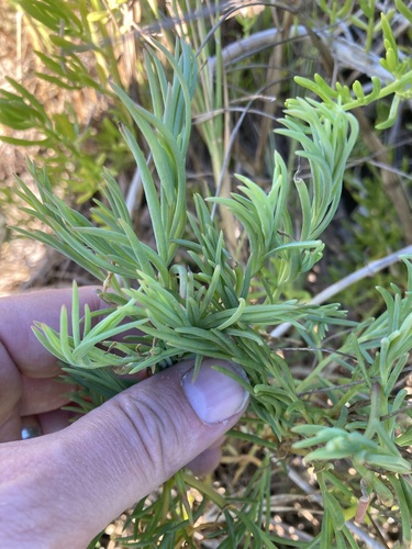 Suaeda linearis, photograph 4