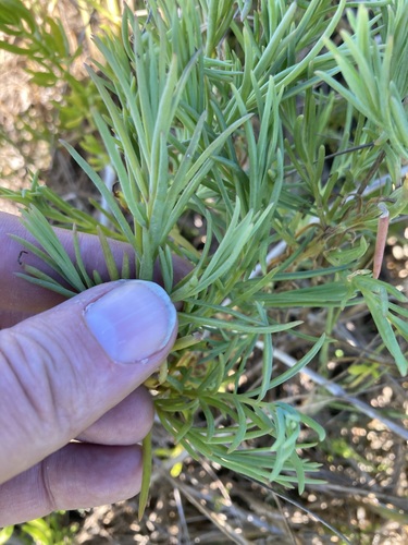 Suaeda linearis, photograph 5