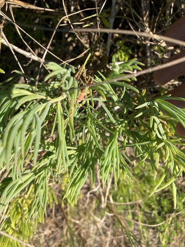 Suaeda linearis, photograph 3