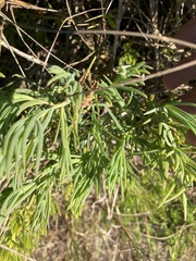 Suaeda linearis, photograph author not stated, no rights reserved