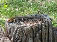 Plestiodon laticeps