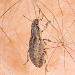 Sitona californius