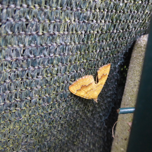 Yellow Shell Moth