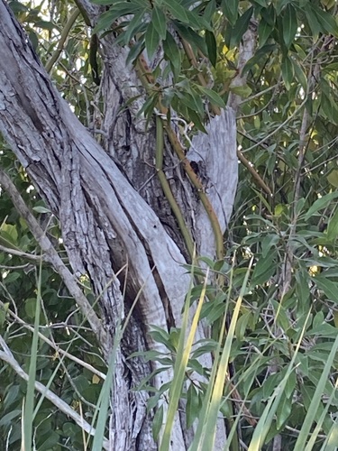 Vanilla barbellata, photograph 4