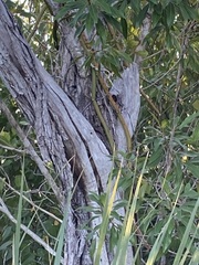 Vanilla barbellata, photograph author not stated, no rights reserved