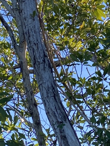 Vanilla barbellata, photograph 5