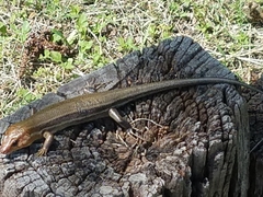 Plestiodon laticeps