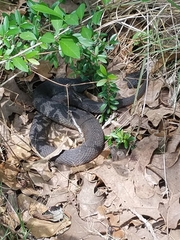 Nerodia erythrogaster