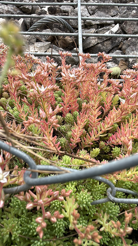 Turkish stonecrop