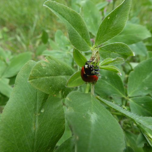 Seven-spotted Lady Beetle