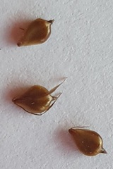 Bolboschoenus caldwellii