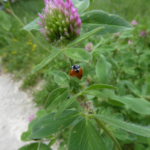 Seven-spotted Lady Beetle