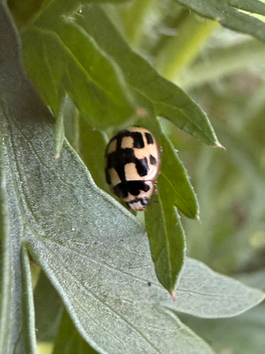 Fourteen-spotted Lady Beetle