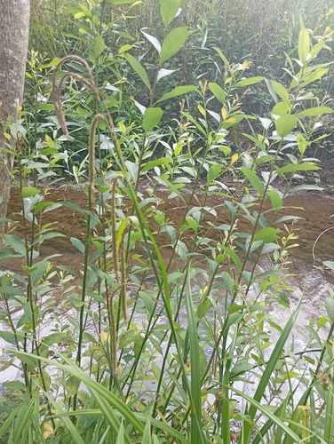 Hanging sedge