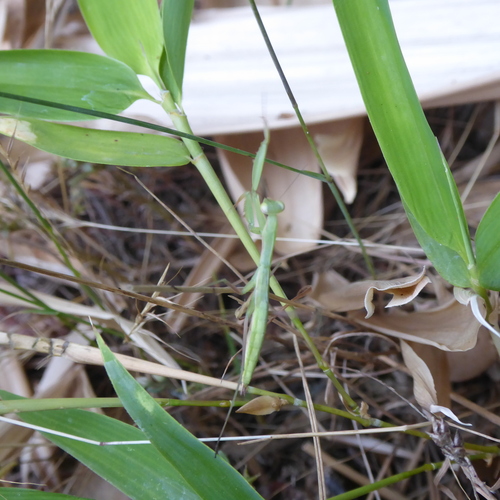 European Mantis
