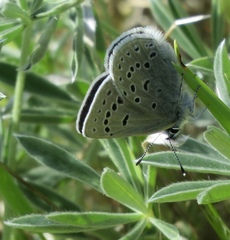 Icaricia icarioides missionensis