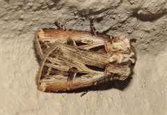 Agrotis spinifera