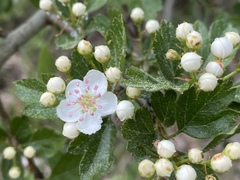 Crataegus