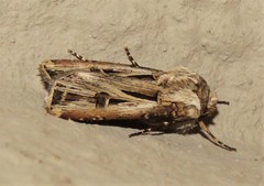 Agrotis spinifera