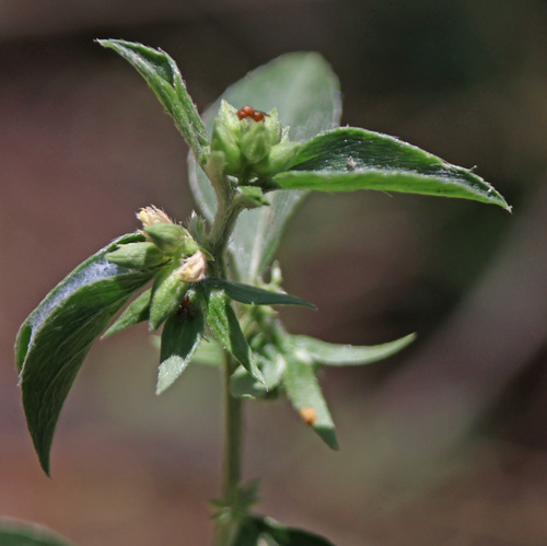 Argythamnia serrata