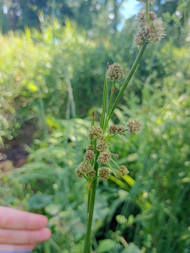 Scirpoides holoschoenus holoschoenus