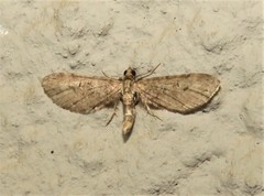 Eupithecia infelix