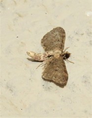 Eupithecia infelix