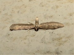 Eupithecia infelix