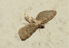 Eupithecia infelix