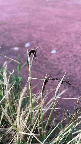 Bermuda grass smut