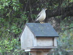 Turdus falcklandii magellanicus