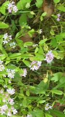 Plectritis congesta brachystemon