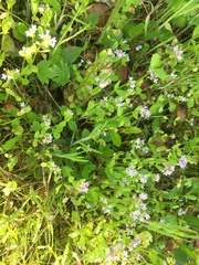 Plectritis congesta brachystemon