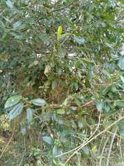 Sideroxylon persimile