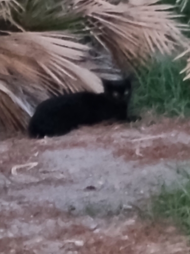 Domestic Cat