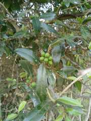 Sideroxylon persimile