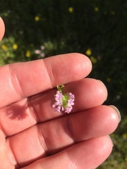 Plectritis congesta brachystemon