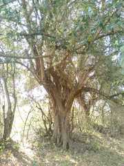 Sideroxylon persimile